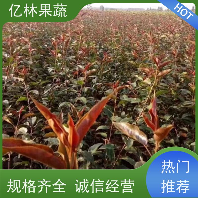 早酥红亿林果蔬嫁接 南方北方种植 库尔勒香梨苗 鸭梨香梨 梨树苗