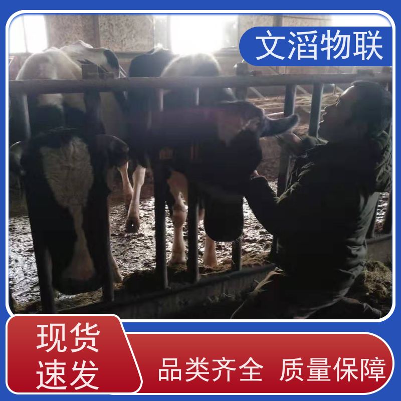 文滔物联 马B超 动物发情监测GPS定位计步器 批发 