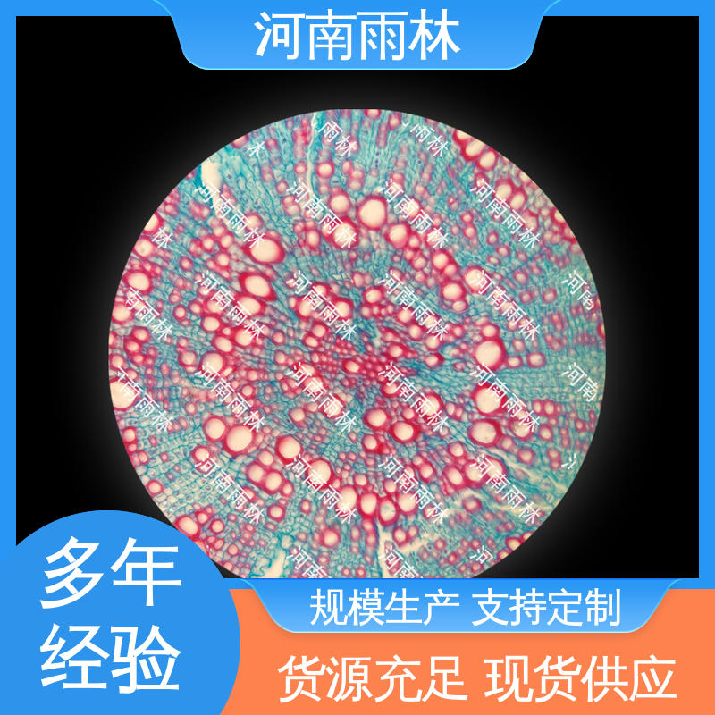 细胞清晰 个性化定做 质量优 生物切片 雨林教育工程