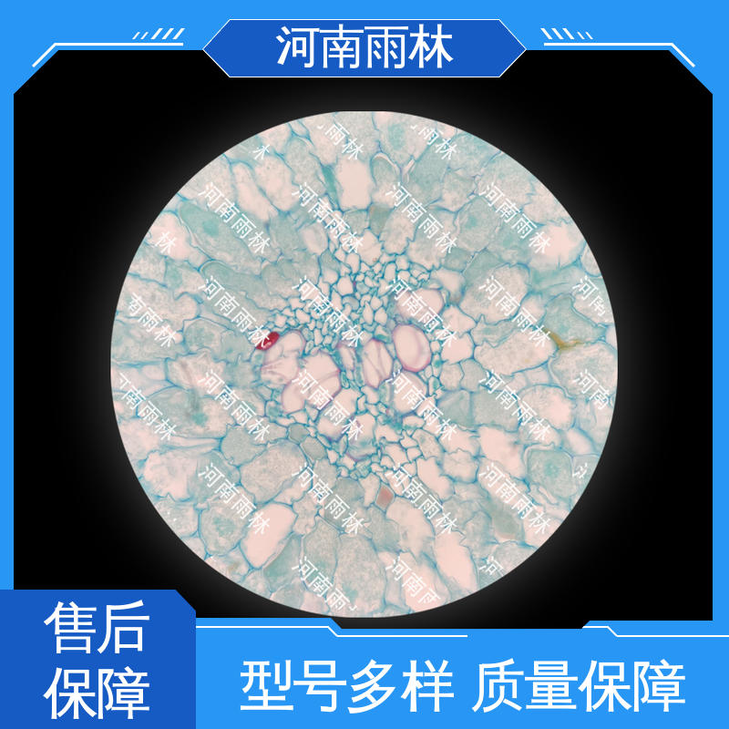 颜色鲜亮 厂家销售 可定制 显微标本 雨林教育工程