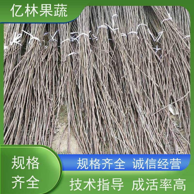 秋月梨 基地带土发货 甜脆嫁接梨树苗 早熟翠玉梨树苗 当年结果