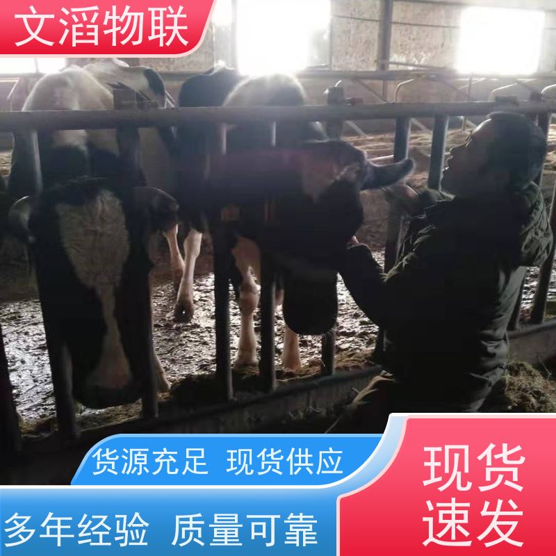 文滔物联 畜牧B超 宠物GPS北斗定位脖圈 生产厂家 