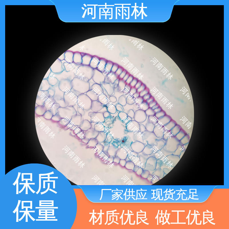 细胞清晰 厂家销售 质量优 教学切片 雨林教育工程