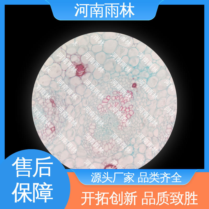 雨林教育工程 可后期加工 各类标本 专业 细胞清晰