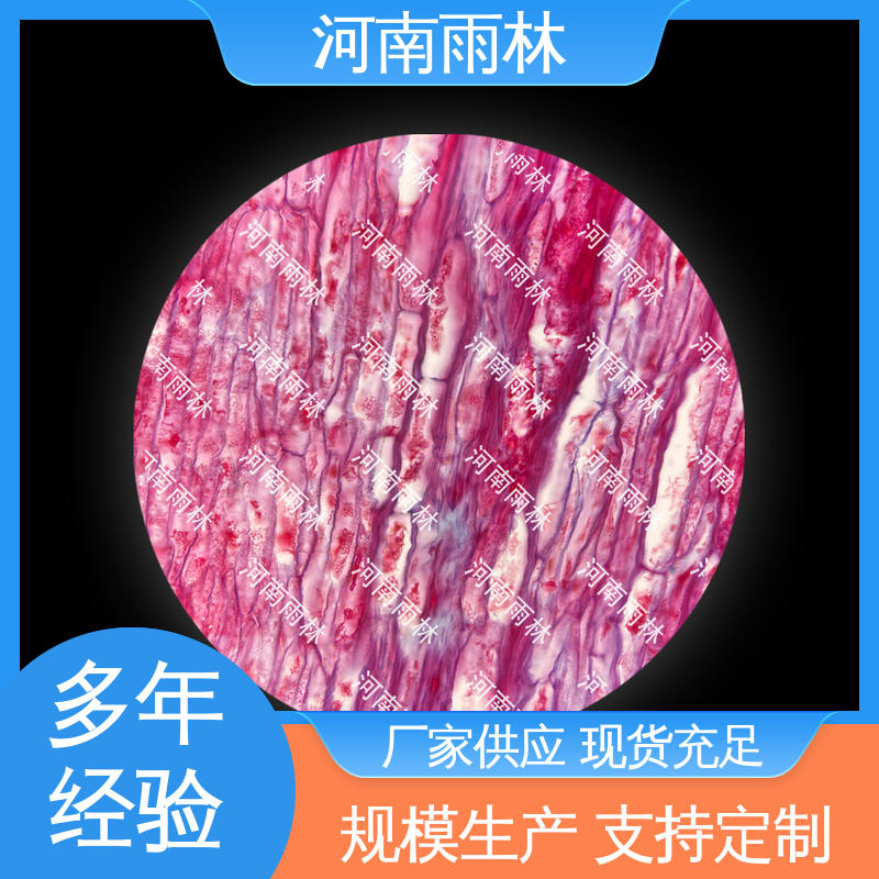 细胞清晰 源头工厂 可后期加工 生物切片 雨林教育
