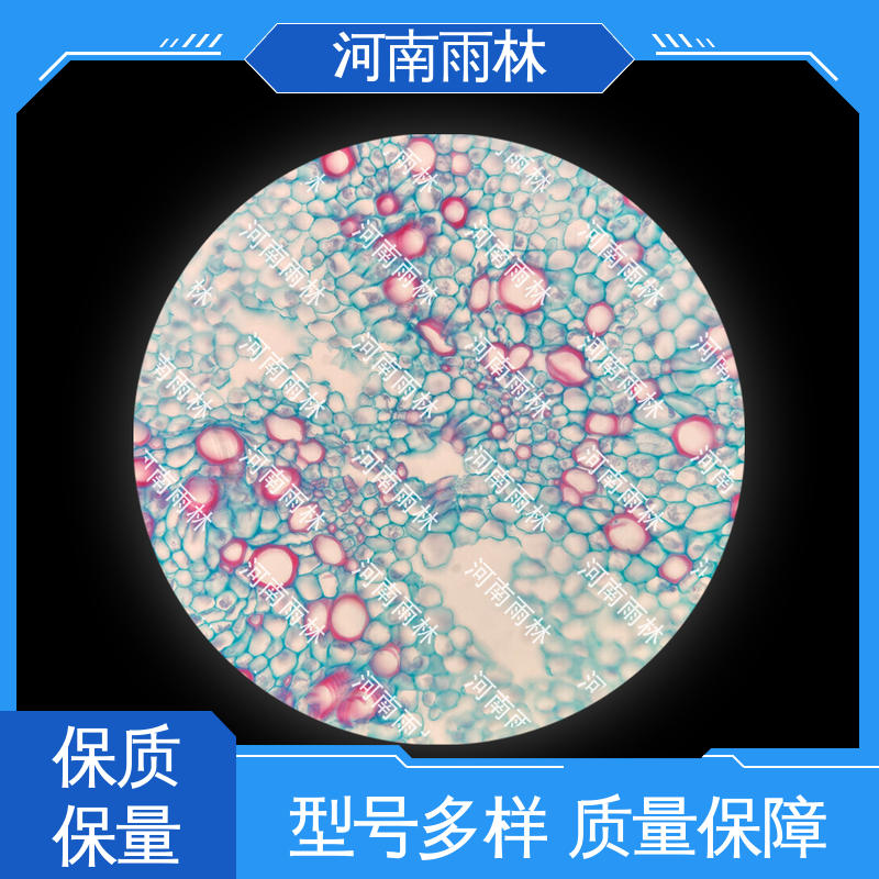 雨林教育工程 病害标本 可后期加工 质量保障 个性化定做