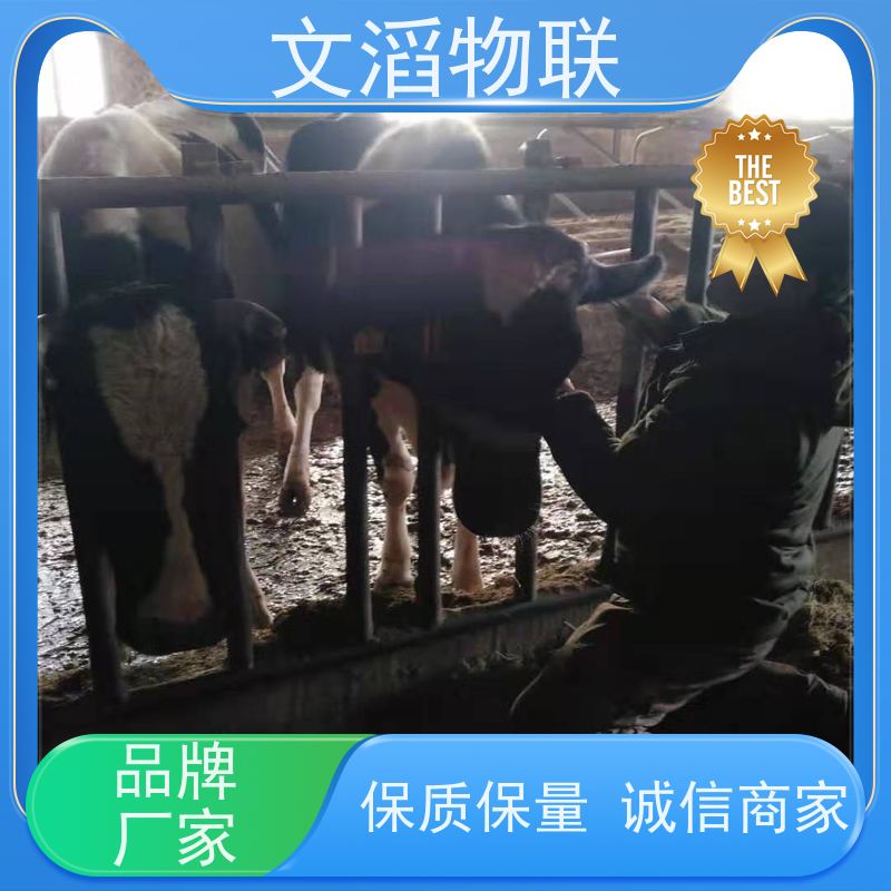 文滔物联 畜牧B超 动物发情监测GPS定位计步器 批发 