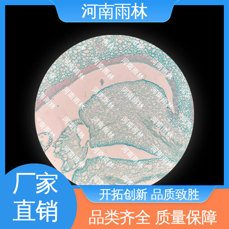 雨林教育工程 售后无忧 专业 植物标本 细胞清晰