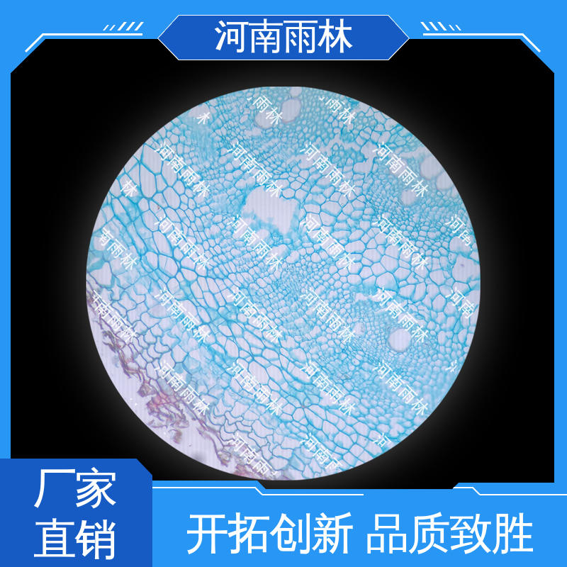 雨林教育工程 细胞清晰 可提供材料 支持定制 各类标本