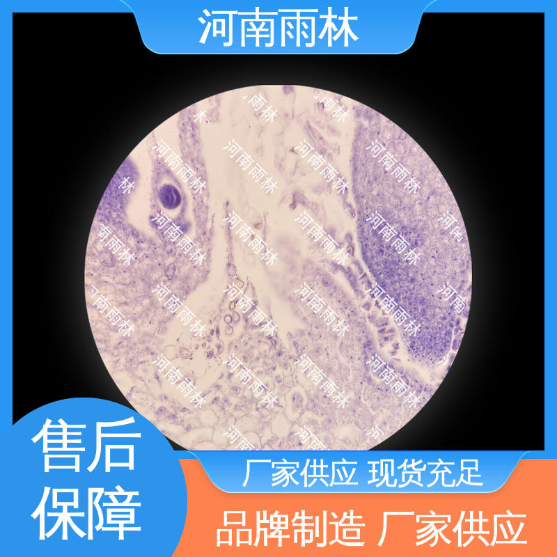 雨林教育 可后期加工 植物切片 一对一质检 个性化定做