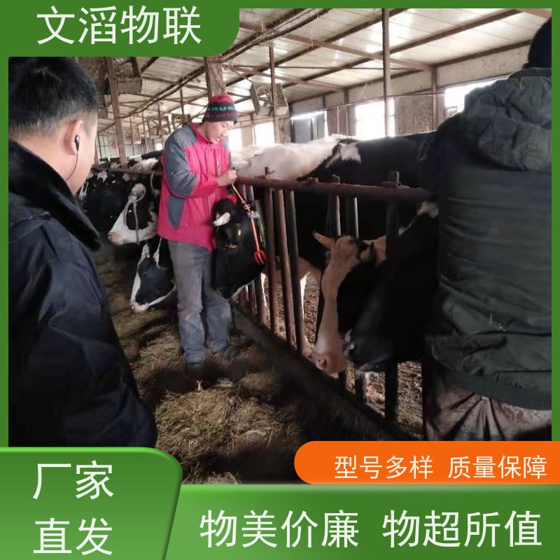 文滔物联 马B超 监测奶牛采食量计步器 生产厂家 