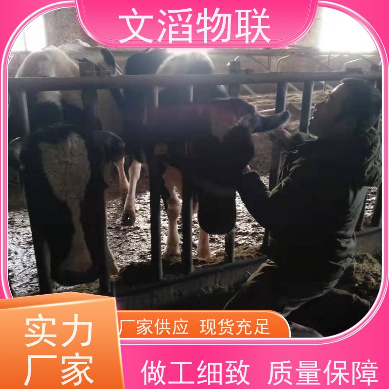 文滔物联 牛B超 监测奶牛采食量计步器 源头厂家 