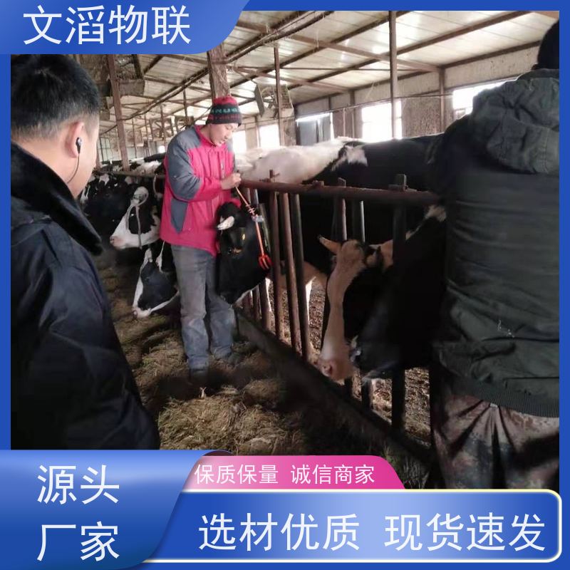 文滔物联 羊B超 监测奶牛采食量计步器 好品质有保障 