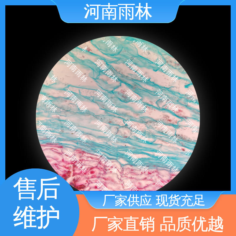 雨林教育 源头工厂 实验切片 品质优良 性价比高