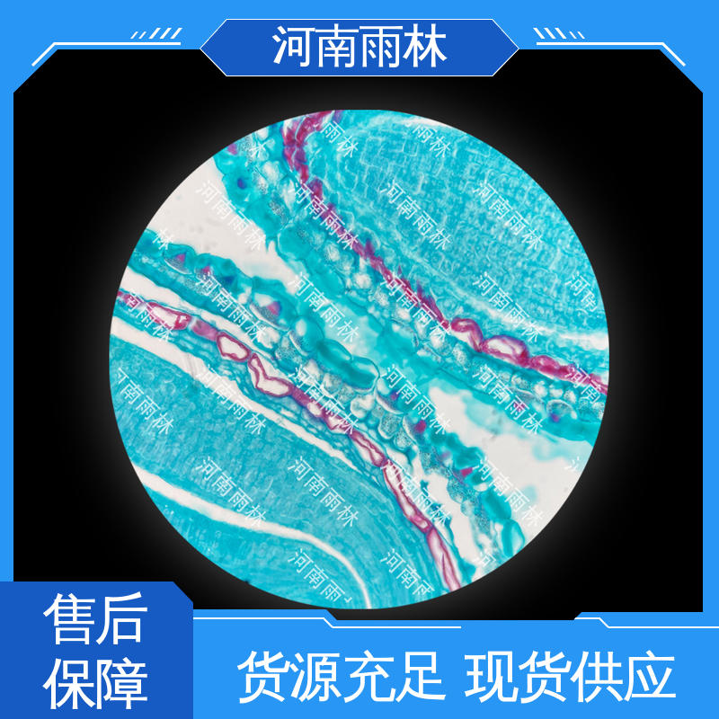 可后期加工 植物切片 厂家销售 品质优良 雨林教育