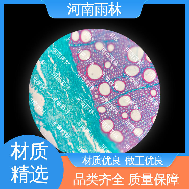 质量保障 植物标本 专业 售后无忧 雨林教育工程