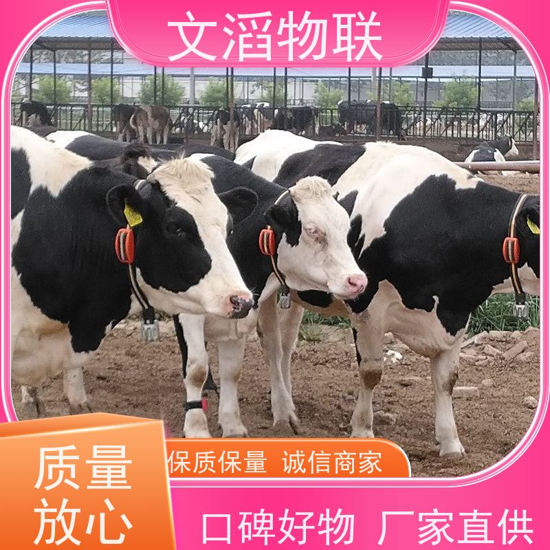 文滔物联 马B超 多功能畜牧宠物定位计步器 批发 