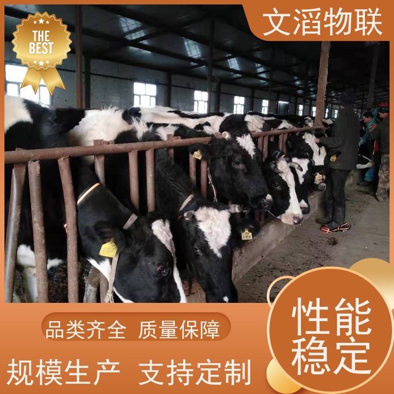 文滔物联 马B超 项圈GPS定位发情监测 好品质有保障 