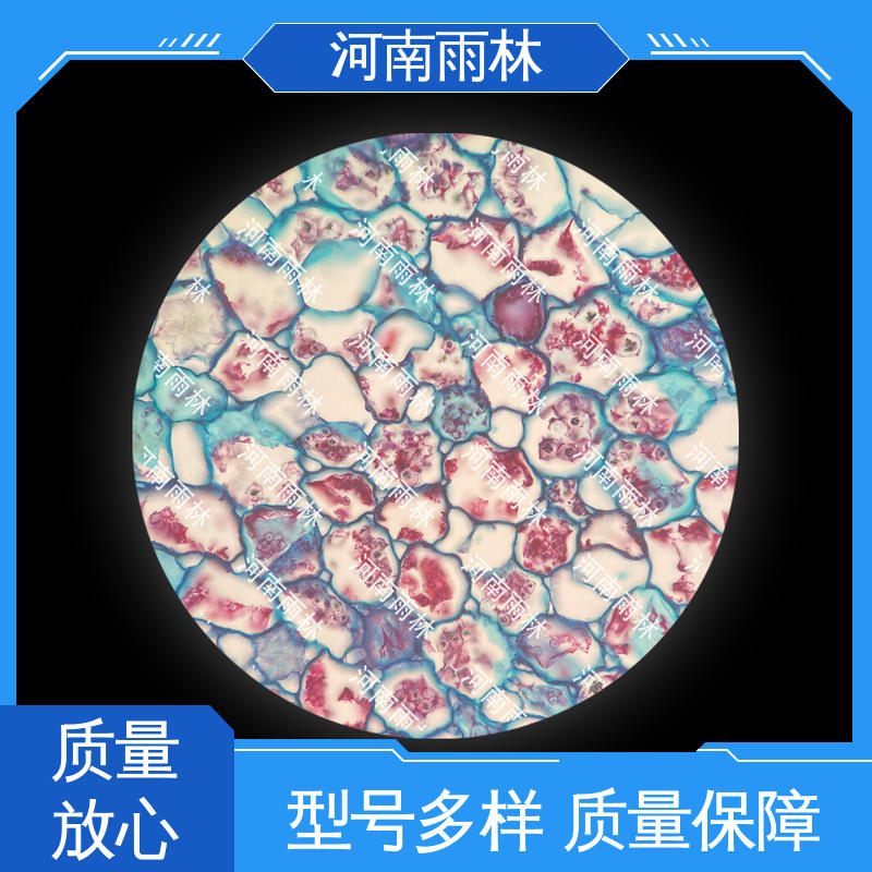 厂家销售 质量优 显微切片 一对一质检 雨林教育