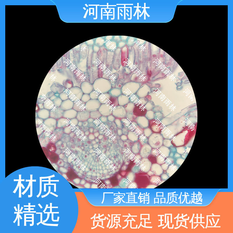细胞清晰 性价比高 源头工厂 实验切片 雨林教育