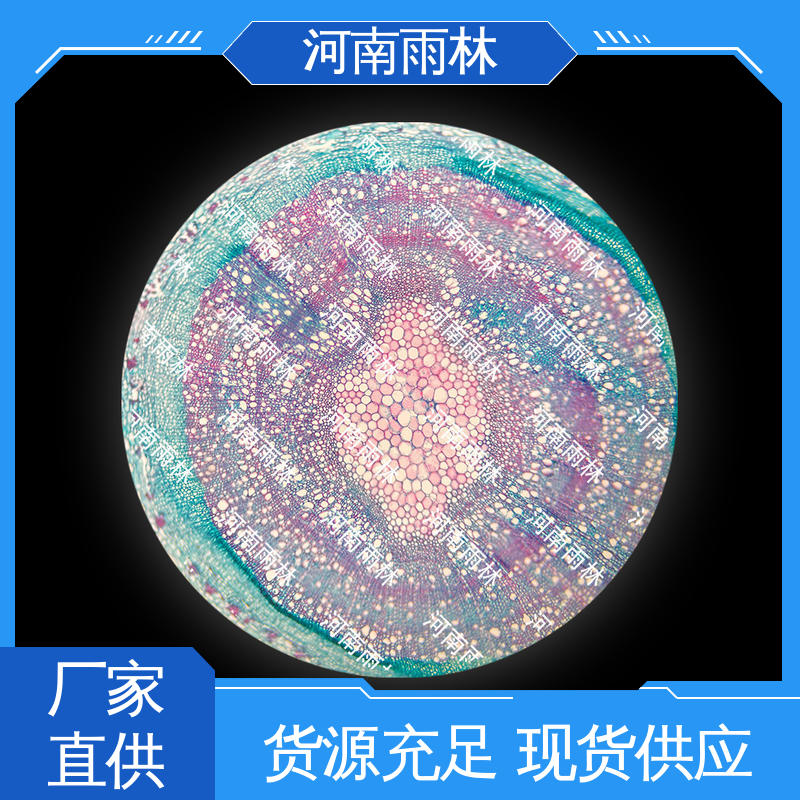 颜色鲜亮 源头工厂 可后期加工 植物切片 雨林教育