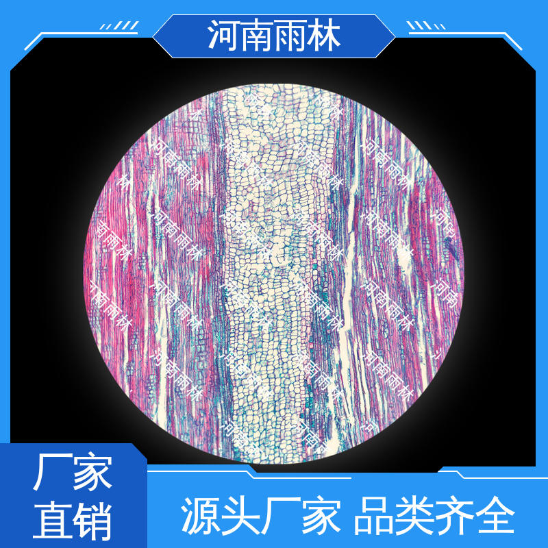 雨林教育工程 质量优 厂家销售 细胞清晰 实验标本