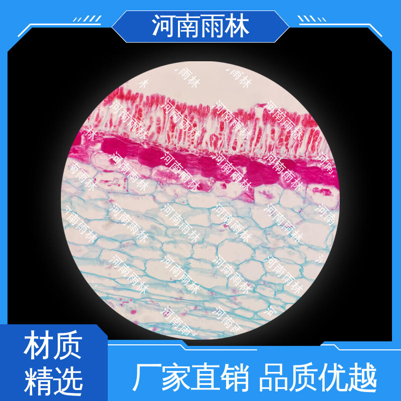 雨林教育工程 品质优良 个性化定做 显微切片 可定制