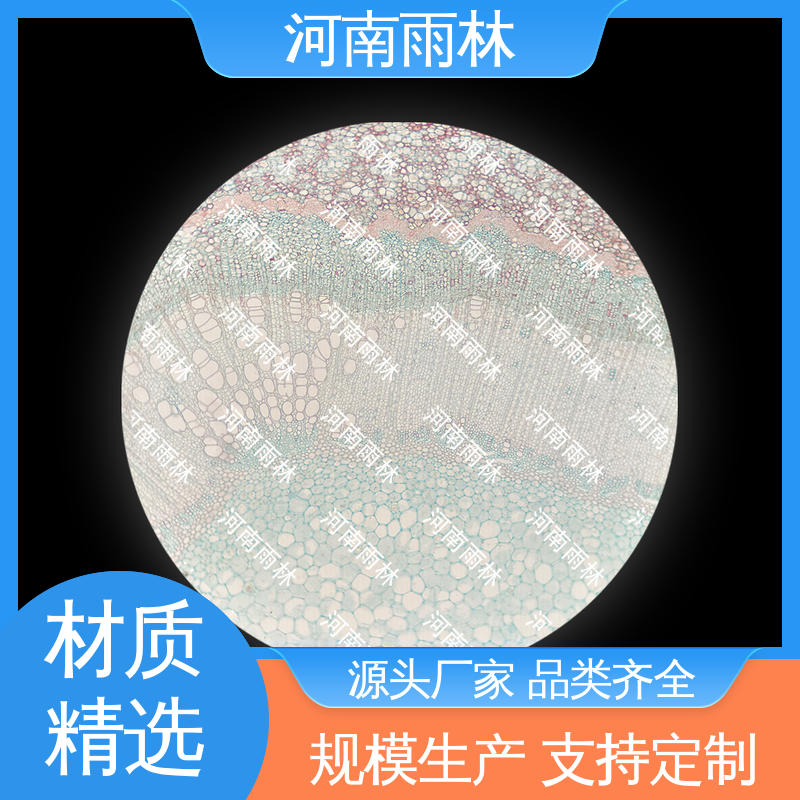 雨林教育工程 细胞清晰 性价比高 个性化定做 病害标本