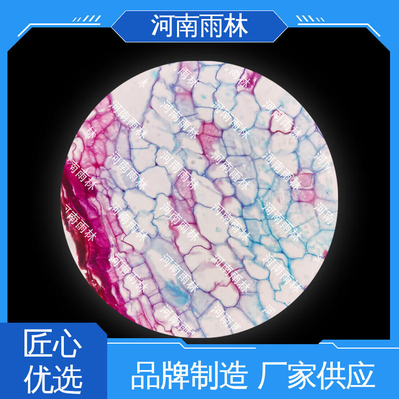 雨林教育工程 源头工厂 教学切片 售后无忧 细胞清晰