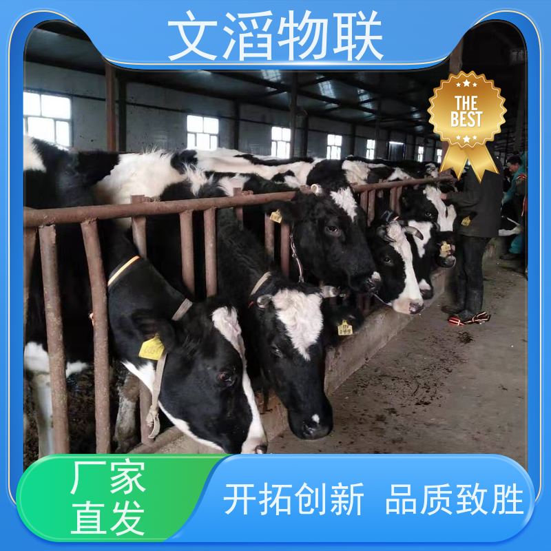文滔物联 马B超 动物发情监测GPS定位计步器 厂商 