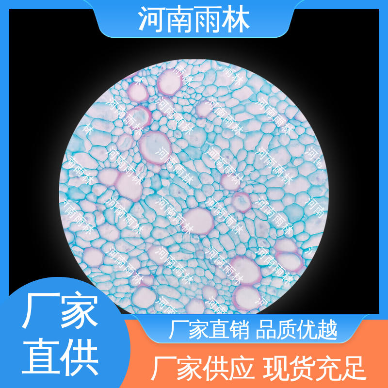植物标本 售后无忧 个性化定做 颜色鲜亮 雨林教育