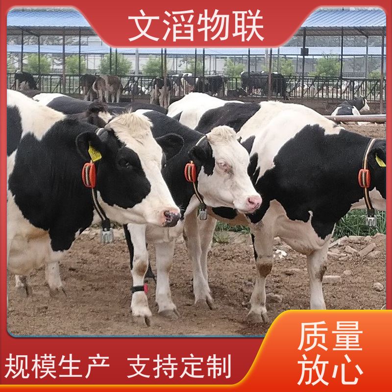 文滔物联 羊B超 牛羊马驴发情监测GPS定位计步器 好品质有保障 