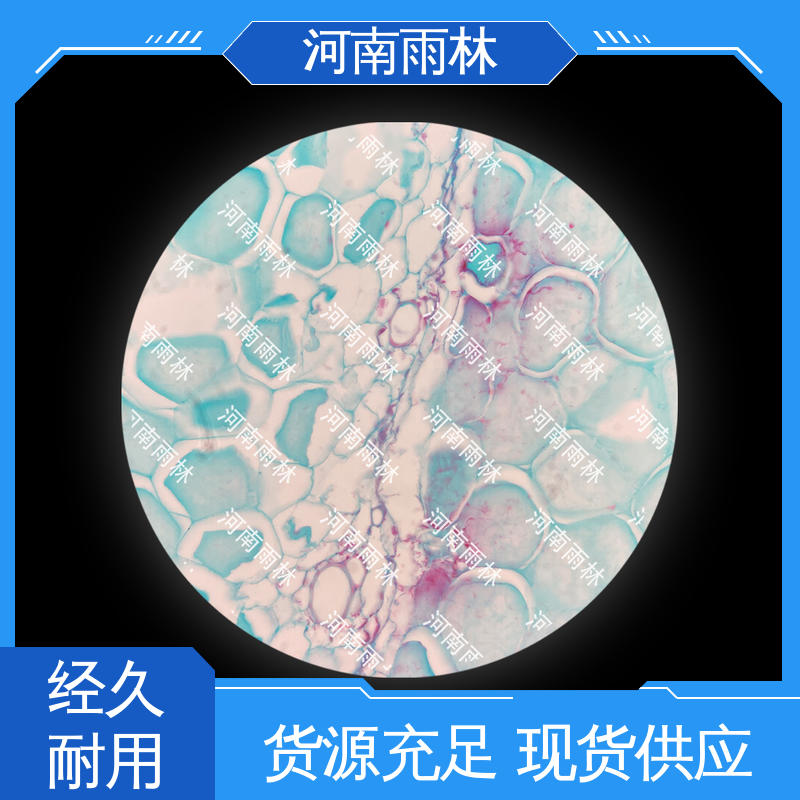 植物切片 售后无忧 支持定制 品质优良 雨林教育工程