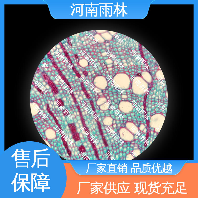 雨林教育 细胞清晰 生物切片 可后期加工 个性化定做