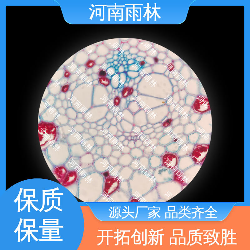 雨林教育 质量保障 源头工厂 性价比高 病害标本