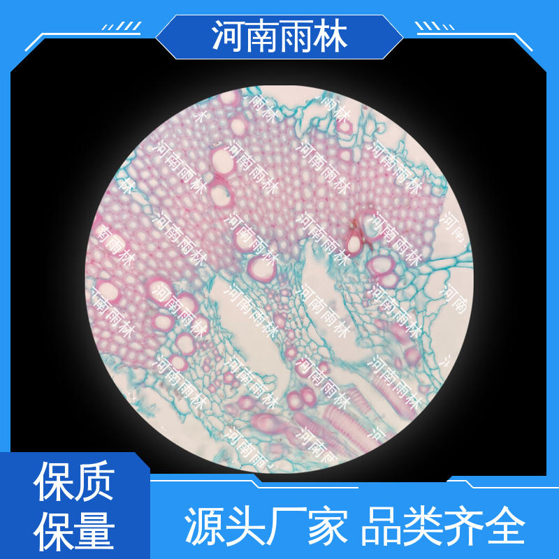 雨林教育 支持定制 可后期加工 切片安全 病害标本