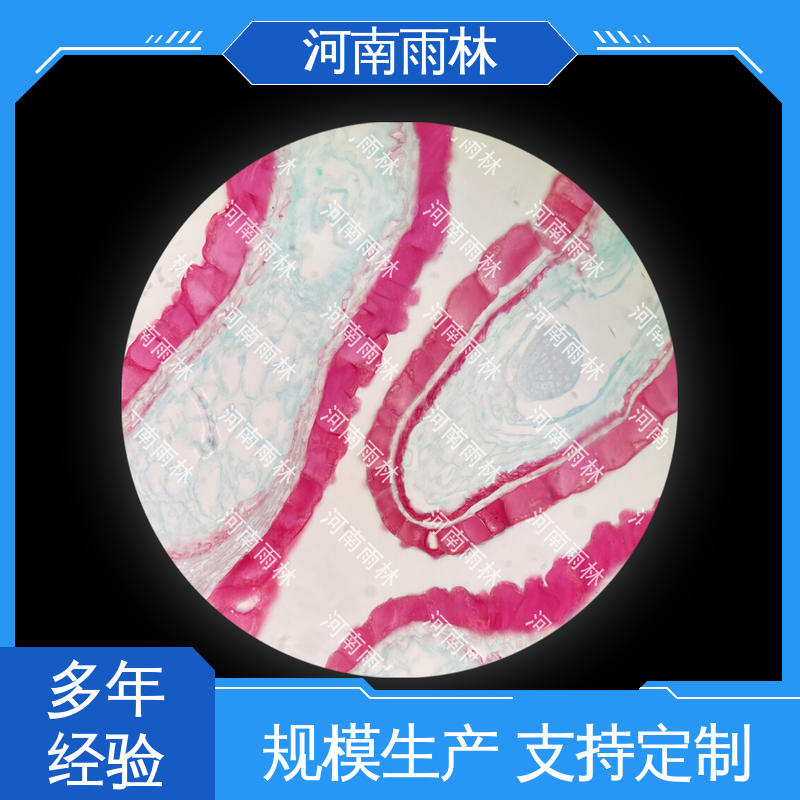 教学切片 可后期加工 颜色鲜亮 源头工厂 雨林教育工程