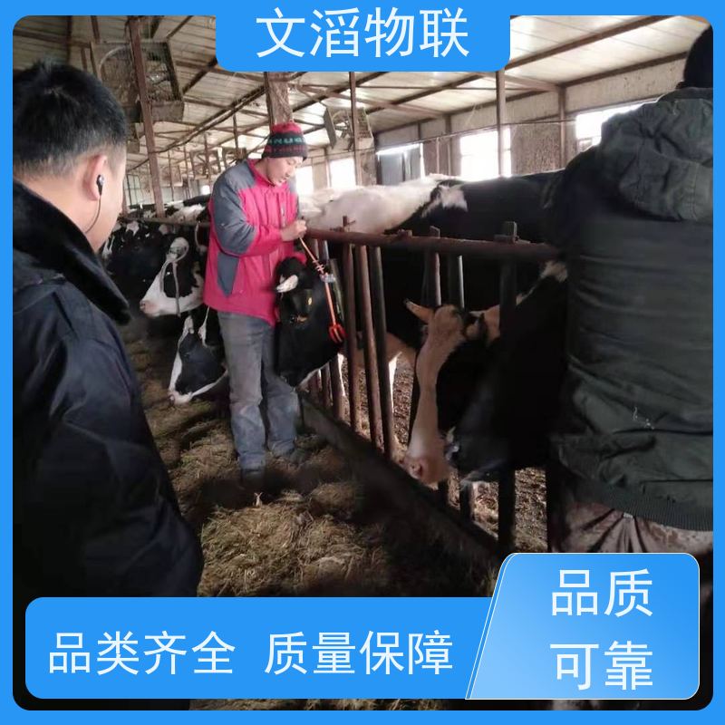 文滔物联 马B超 动物发情监测GPS定位计步器 生产厂家