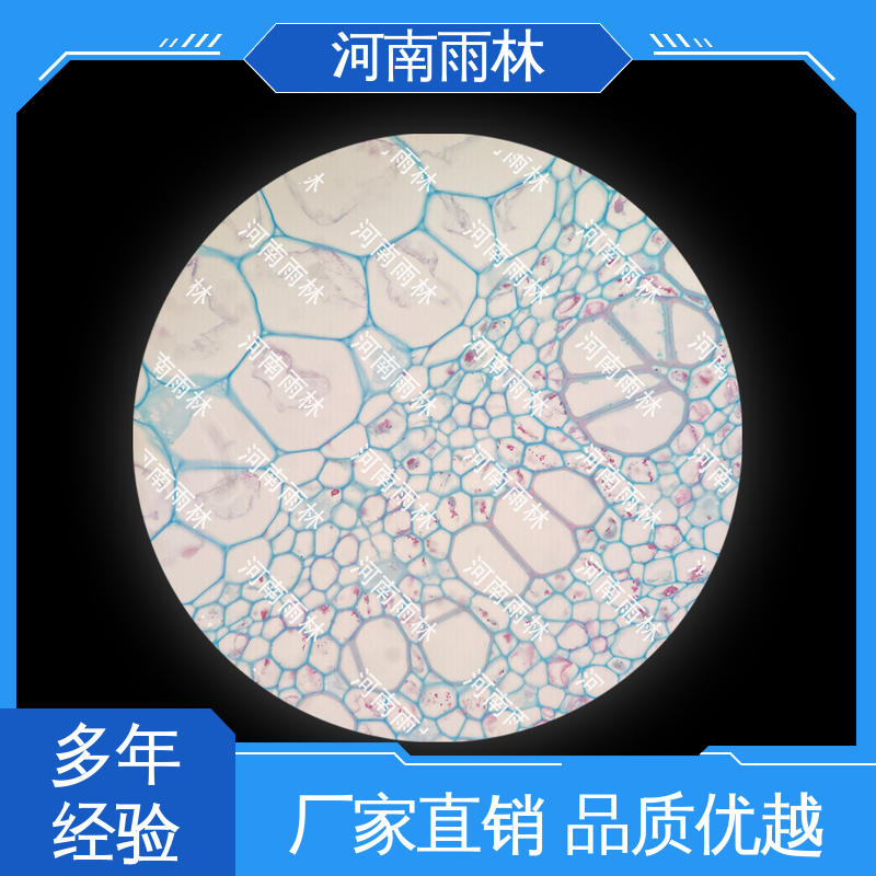 雨林 个性化定做 切片安全 可后期加工 各类标本