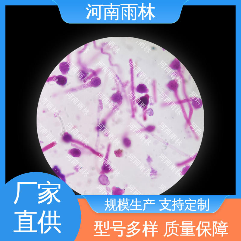 个性化定做 质量保障 可提供材料 植物切片 雨林教育