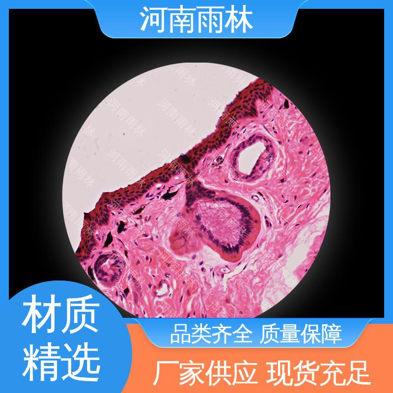 雨林教育工程 病害标本 颜色鲜亮 售后无忧 个性化定做