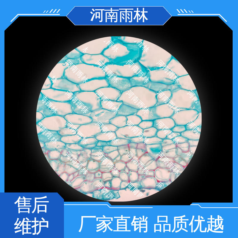 显微标本 质量优 个性化定做 切片安全 雨林教育