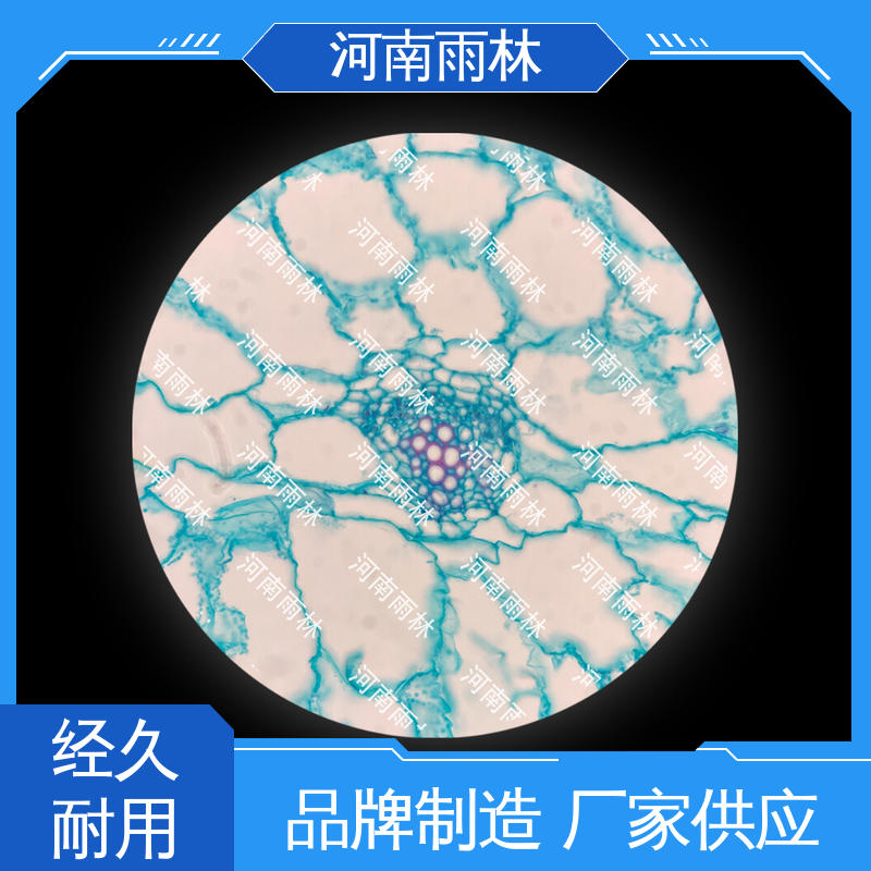 雨林教育工程 显微标本 性价比高 厂家销售 品质优良