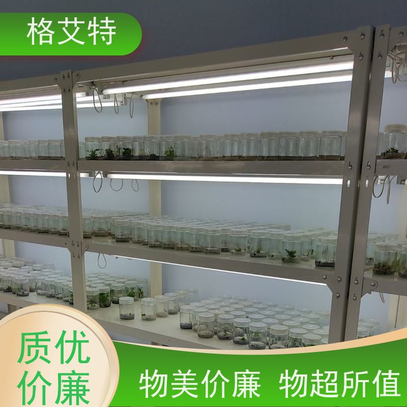 格艾特 植物生长组培架 提供适宜光照 美观大方