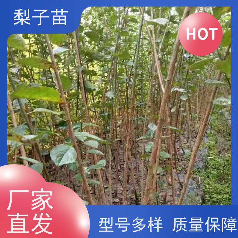 春丰苗木2公分梅花盆栽树苗嫁接新品种价格实惠