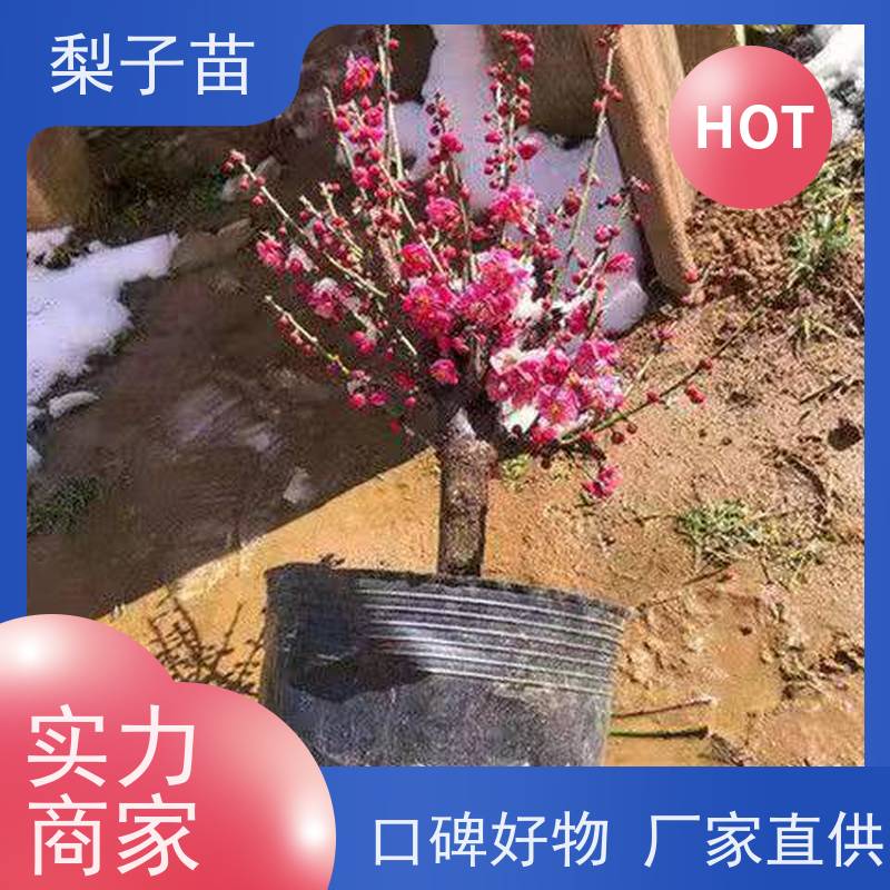春丰苗木量大从优专业苗圃基地 2公分原生梅花苗
