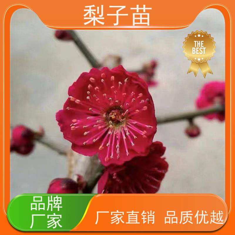 春丰苗木2公分实生梅花苗子根系发达价格实惠
