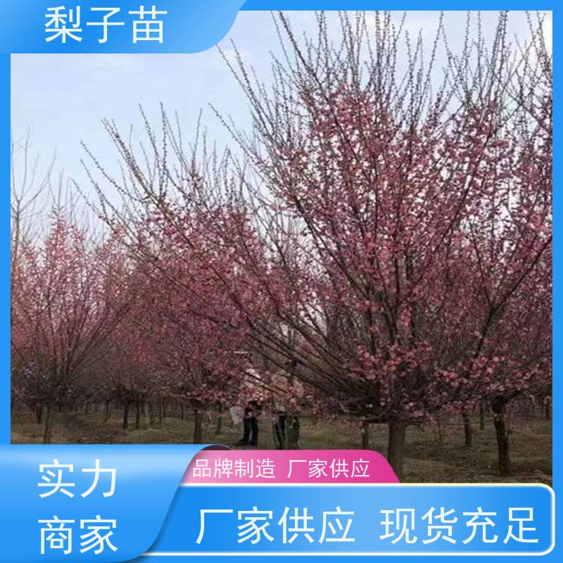 春丰苗木提供种植技术经验适应能力强5公分嫁接梅花苗子