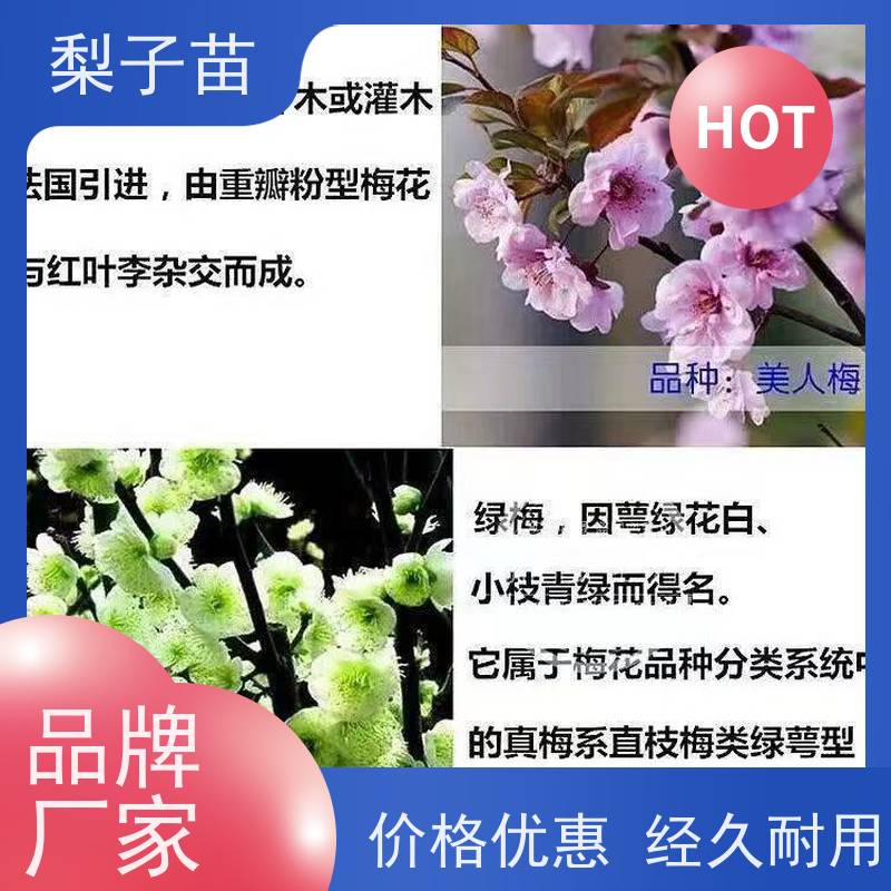 春丰苗木实生梅花树苗植株健壮优质供应5公分