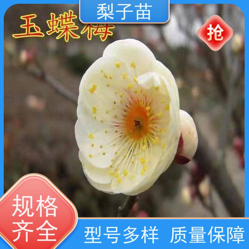 春丰苗木5公分优质供应嫁接新品种梅花盆栽苗子